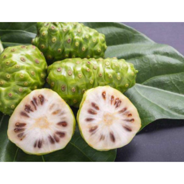 Pure Natural Noni Extract Powder Morinda Citrifolia Extrac