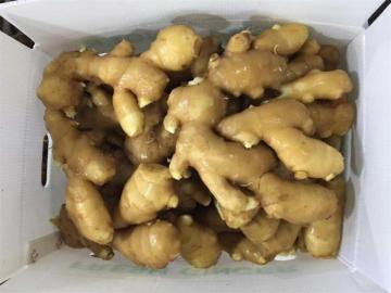 Fresh ginger for Middle East market
