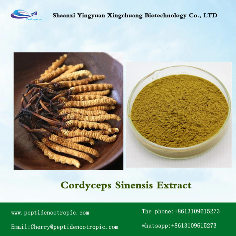Cordyceps sinensis Extracto de micelio Freuce Body