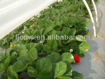 Biodegradable plastic tunnel greenhouse film for tomato growing