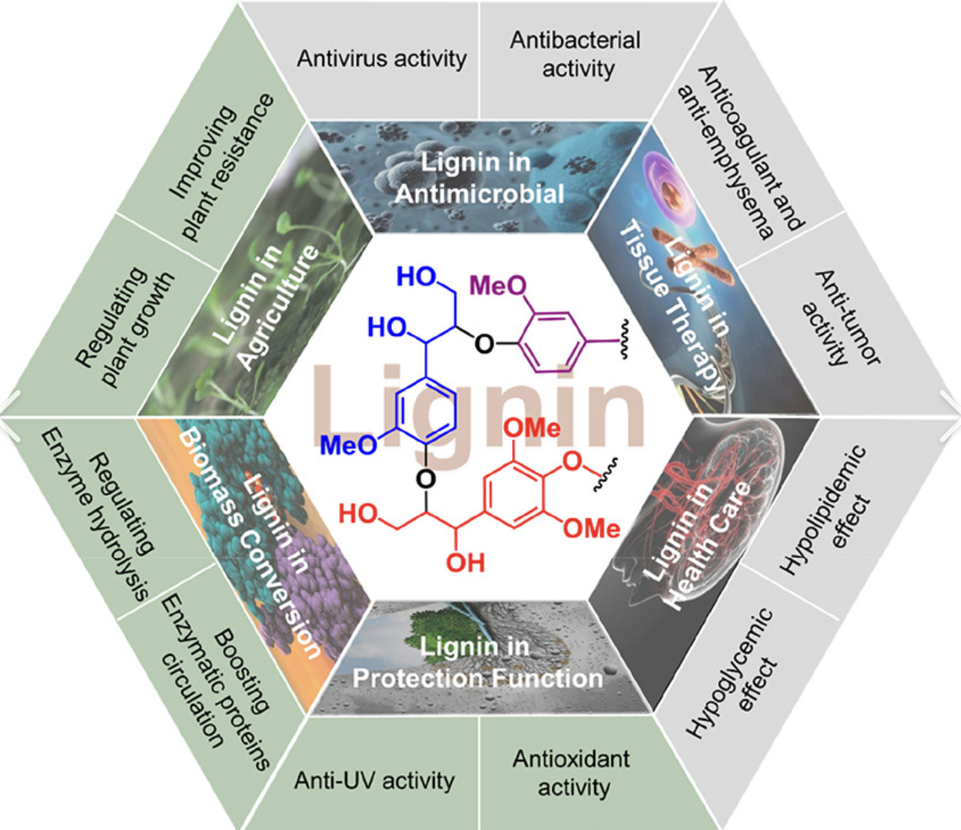 Soy Isoflavone Genistein