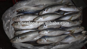 halal frozen meat horse mackerel