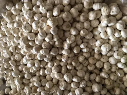 Normal white garlic/red garlic/purple garlic