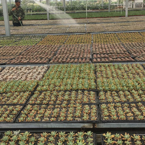 Células de alta calidad bandejas de crecimiento de semillas Fodder