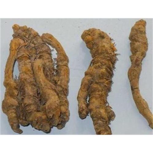 what stores carry berberine