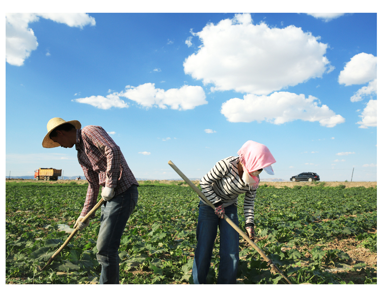 Sunflower Seeds Farmer