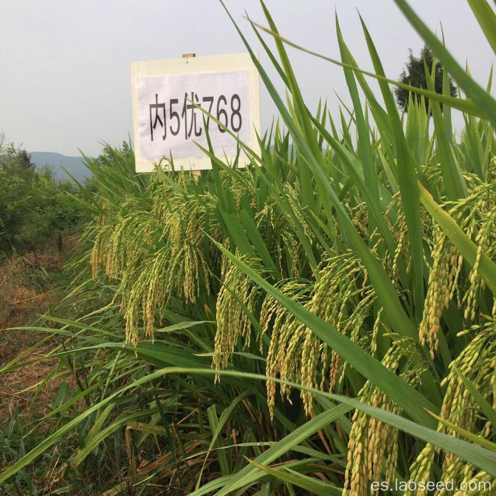 Semillas de arroz orgánicas naturales de alta calidad