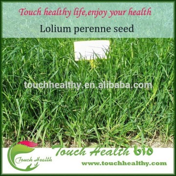 2016 Touchhealthy supply perennial ryegrass seeds forage seeds grass seeds spikelets about 15 mm, with 2-3 florets