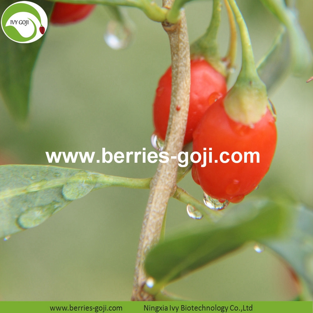 Goji berry