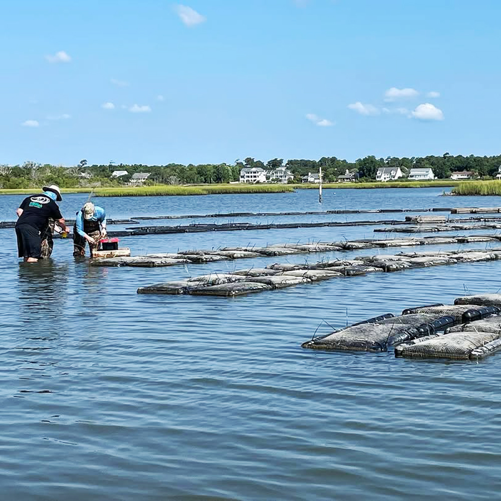 Oyster Farming Scene (2)