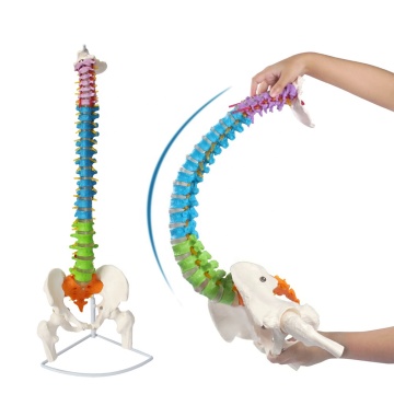 85cm Color Flexible Skeleton Model for Medical Education and Training