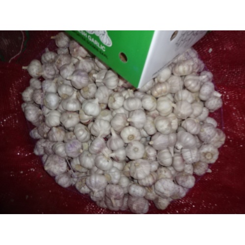 2020 High Quality Fresh Normal Garlic