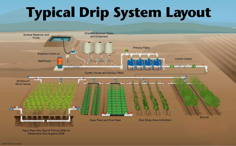 Typical Drip System Layout