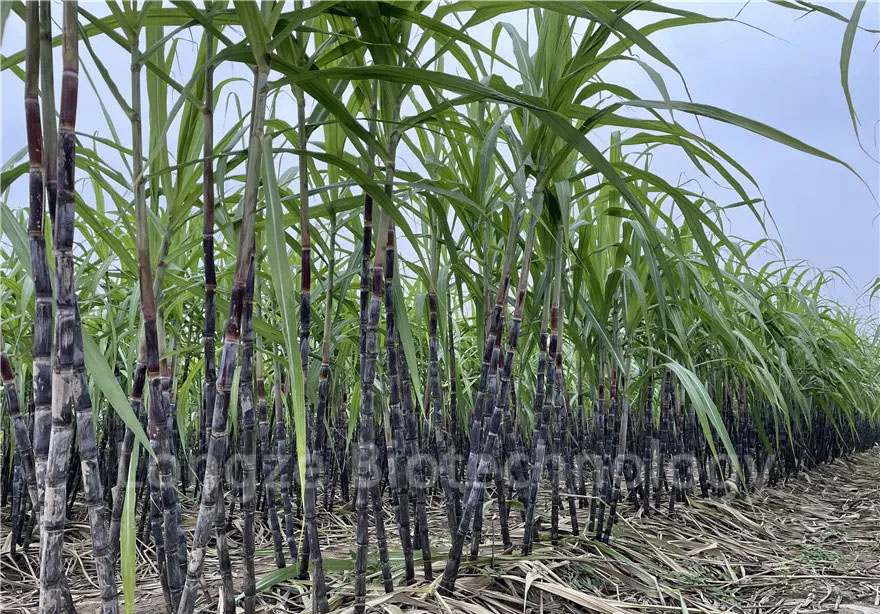Sugarcane