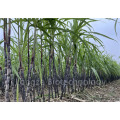 High quality sugarcane powder with more benefit