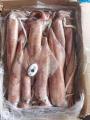 Squid congelado entero redondo uroteuthis chinensis 22-29cm