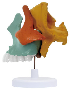 Wing palatine model