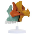 /msite/products/detail/productid/63615806/id/1517769.html