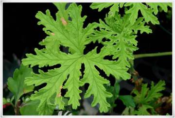 Minyak Essential Geranium 50ml