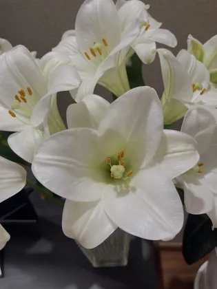 White Trumpet Easter Lily