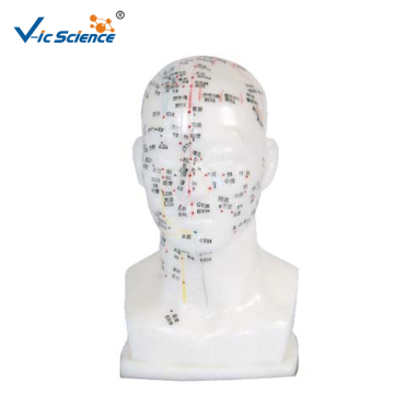 20CM Baş Akupunktur Modeli