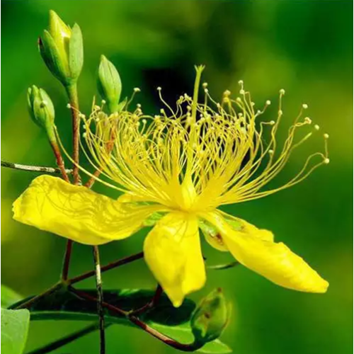 High Quality Forsythia Fructus St John's Wort Extract