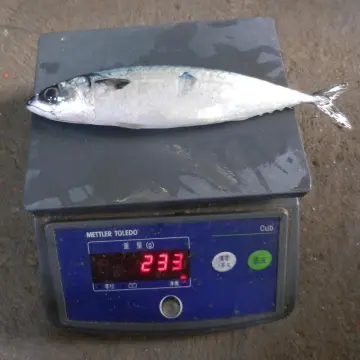 Frozen Fish Mackerel 300 500g Scomber Japonicus