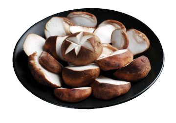 Harga Grosir Peternakan Jamur Shiitake