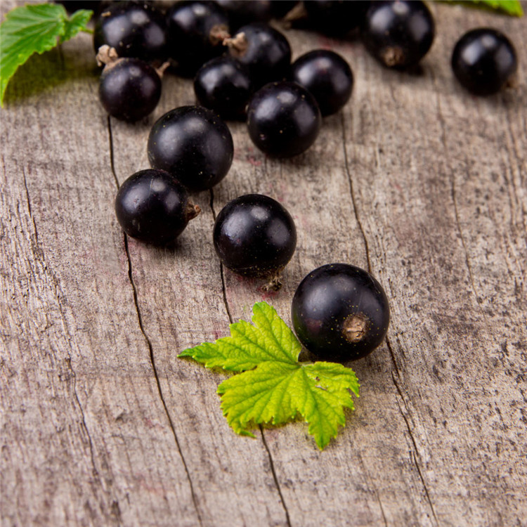 Olio di semi di ribes nero puro al 100%