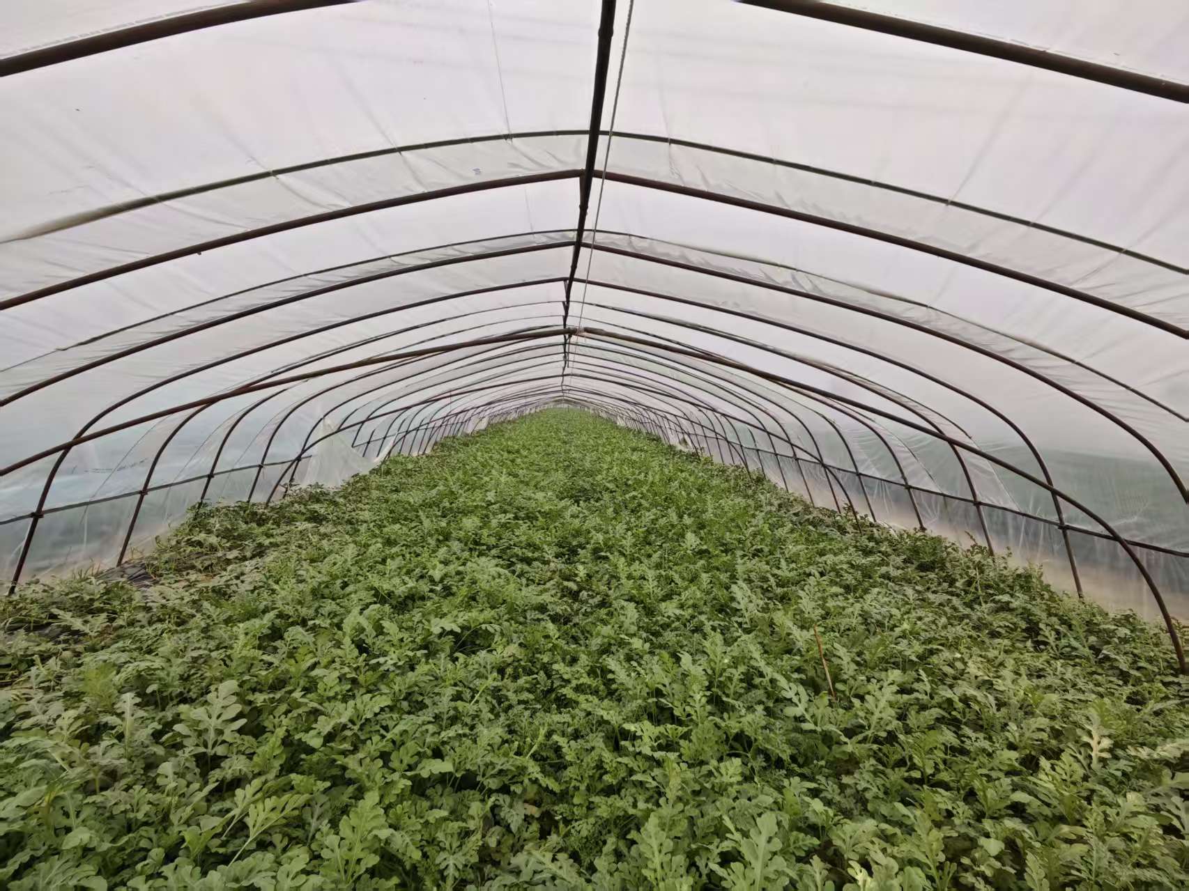invernadero de sandía por dentro watermelon greenhouse inside