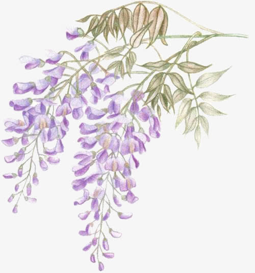 Pure Natural Wisteria Essential Oil