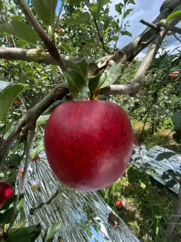 Freshness Unveiled: Zhaotong Apple`s Elegant Crunch