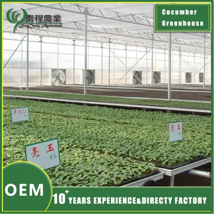 Cucumber Greenhouse for Fresh Produce