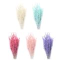 50pcs natural plant colored oat dried flower hay