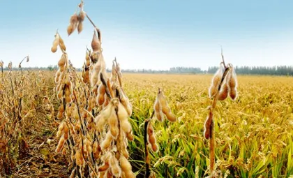 Agrochemical Rice Herbicide Dicamba 98%