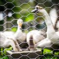 Fil de fil hexagonal enfile de poulet dans le rouleau