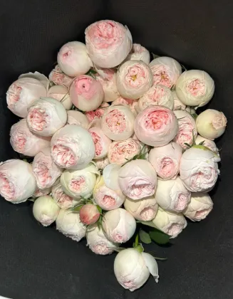 Mansfield Park White Spray Blush Roses
