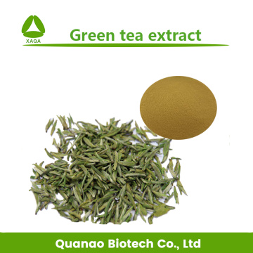 Green Tea Extract EGCG 98% Powder Lose Weight