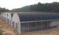 Greenure de tomate à tunnels en poly tunnel à haute résistance