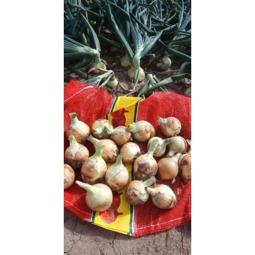 New Crop 2020 Fresh Yellow Onion