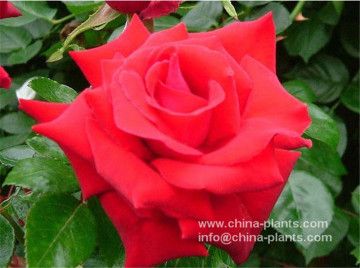 purchase reasonable price Climbing roses