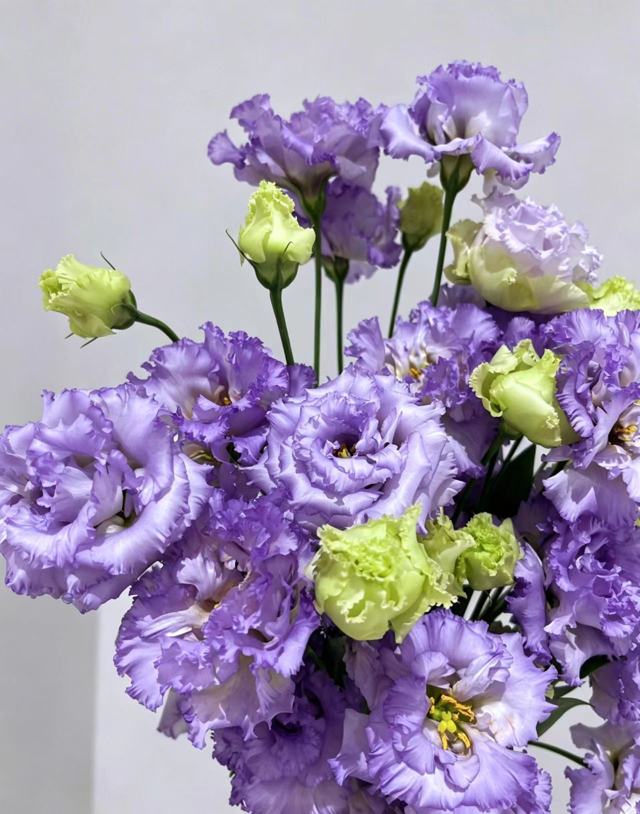 Farmer Light Purple Lisianthus