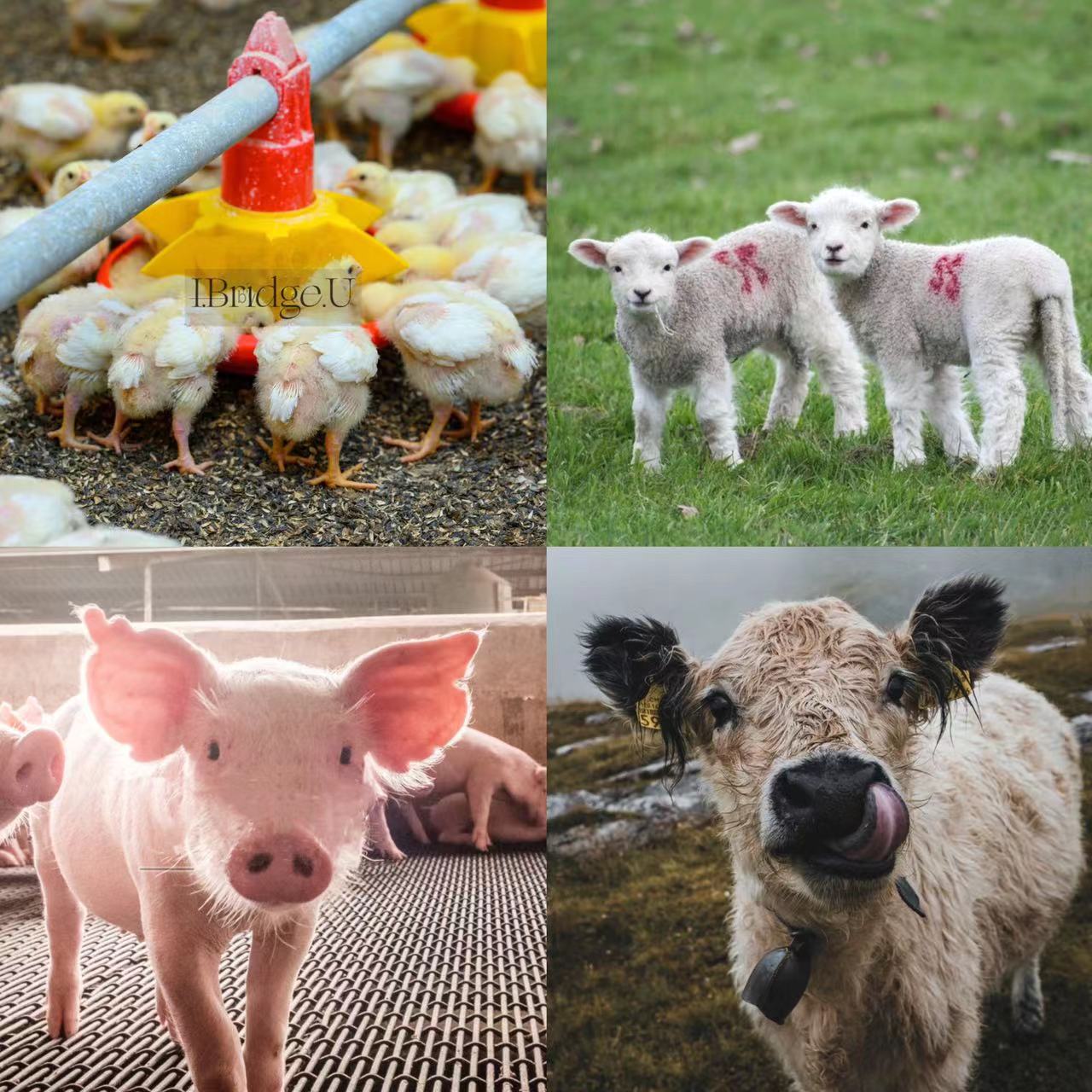 animals