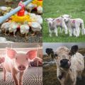 Mineral Supplement Essential Feed Additives TCP 18%