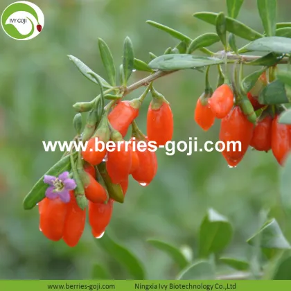 Factory Supply Dried Ningxia Goji
