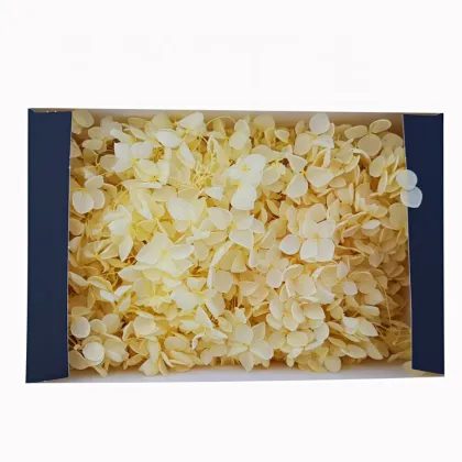 Eternal Life White Hydrangea: Preserved Anna Hydrangeas