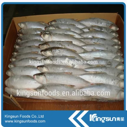 Milk Fish Whole Round With Good Price