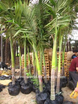 Archontophoenix alexandrae palm trees potted for container