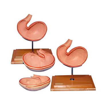 Anatomical model of dog stomach