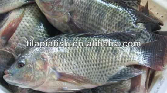 Frozen fresh tilapia suppliers HHF